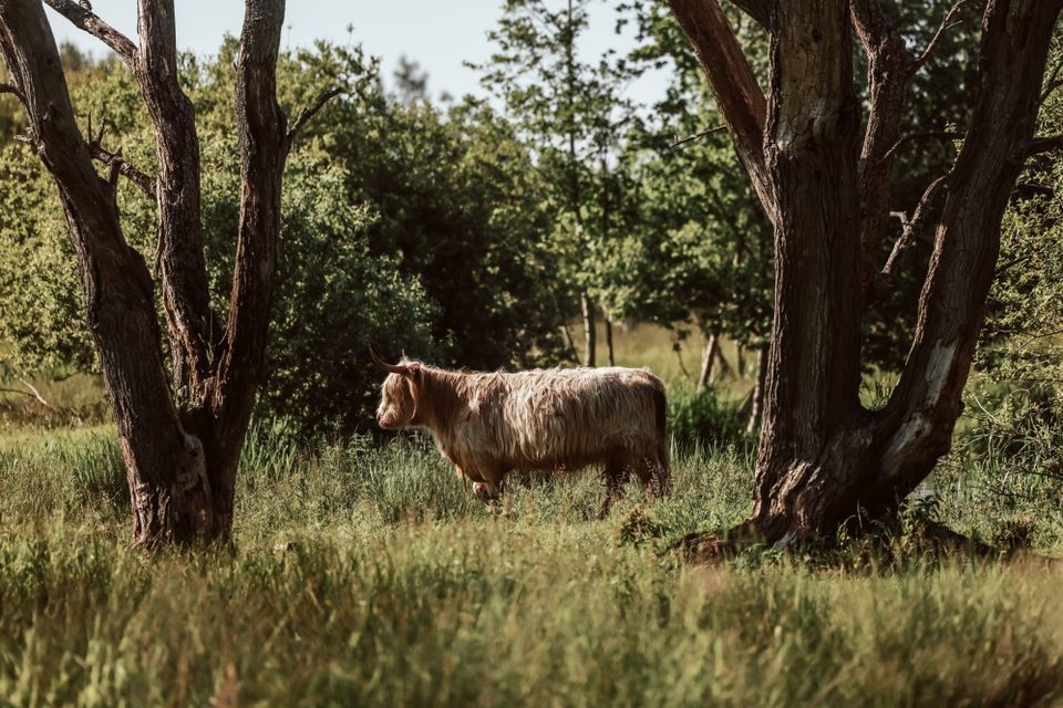 Een Schotse Hooglander midden in de natuur in de zon.