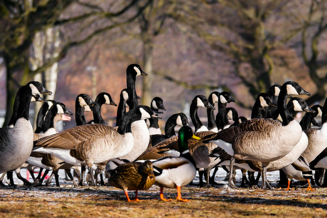 Een heleboel ganzen bij elkaar