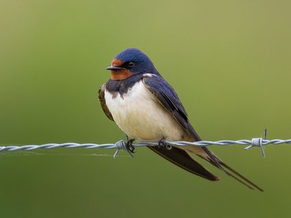 Blauwborst vogel