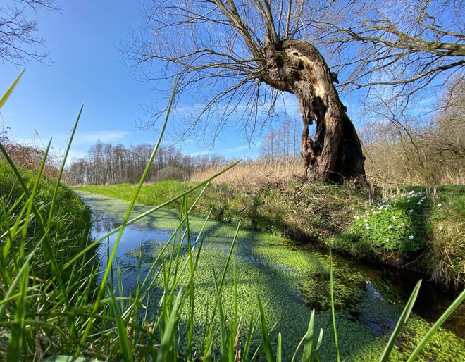 De Dommel