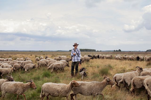 Een schaapsherder tussen de schaapskudde in Drenthe.