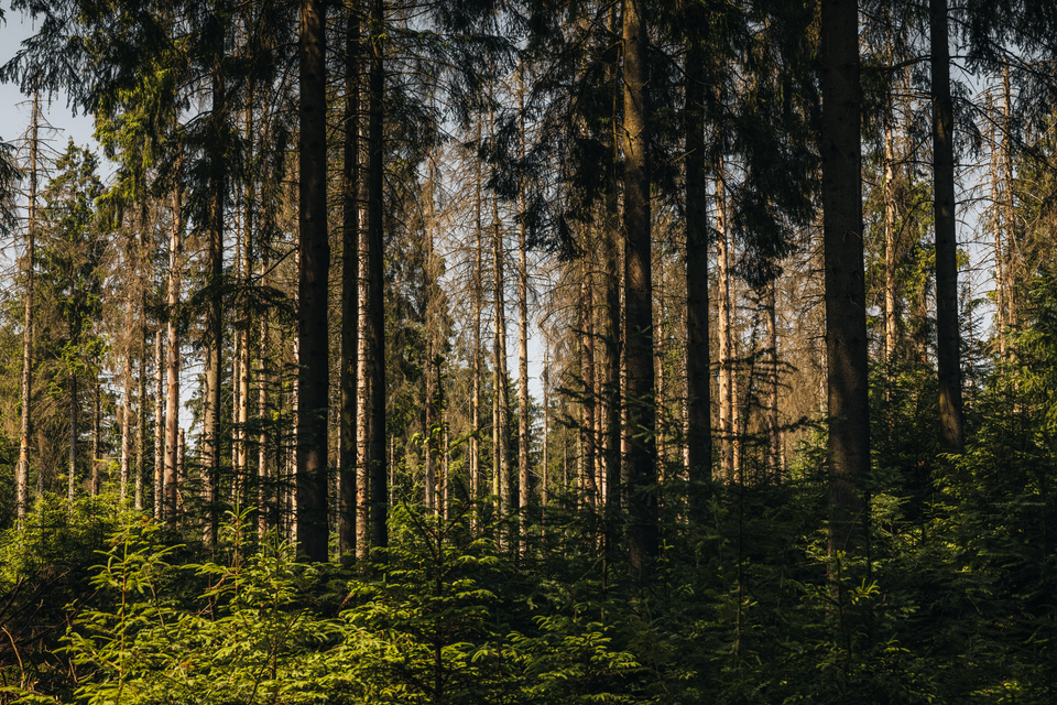 Een groen naaldbos in de Drentse natuur met jonge kleine en oude hoge bomen.