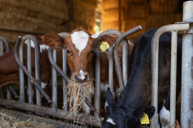 Koeien van Biologische boerderijwinkel Sonnevanck