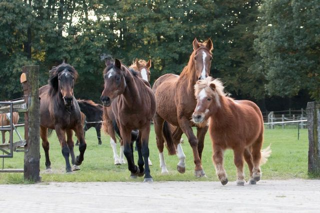 Groep paarden en pony’s loopt door een groene weide bij De Paardenkamp in Soest. De foto laat de dieren en de landelijke omgeving van de paardenopvang op de Utrechtse Heuvelrug zien.