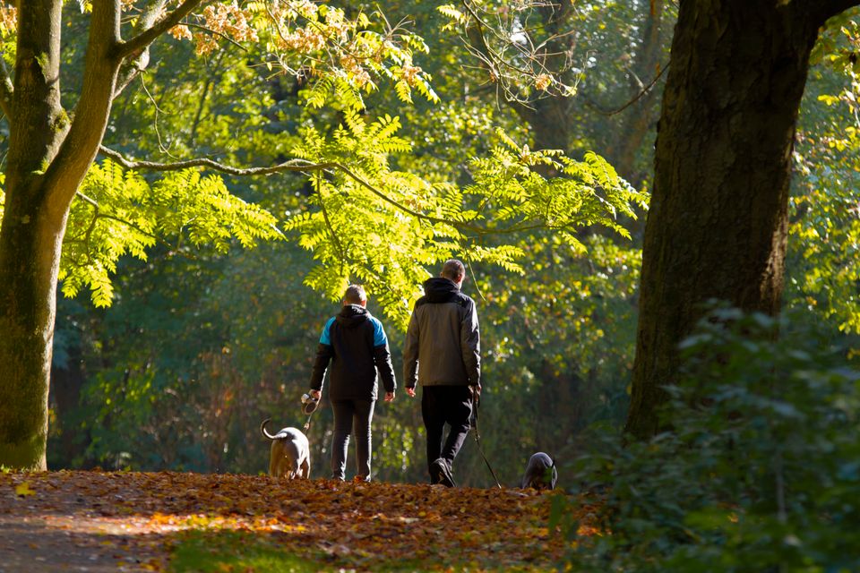 Man en jongen laten honden uit in de natuur in de Noordoostpolder, Flevoland