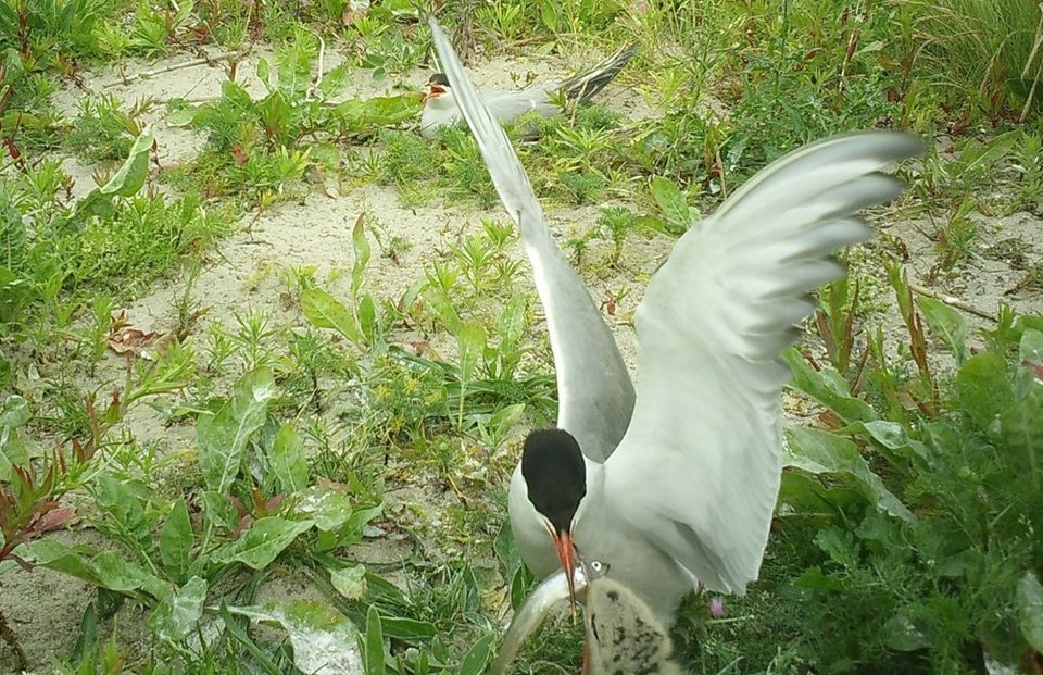 Visdiefkuiken wordt gevoerd voor wildcamera_Jan van der Winden_verkleind