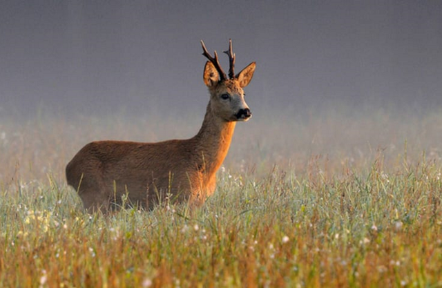 Ein Reh in der Landschaft von Drenthe.
