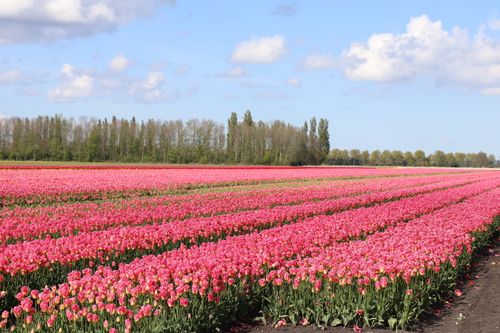 Mooi zichtbaar de belijning in het tulpenveld.
