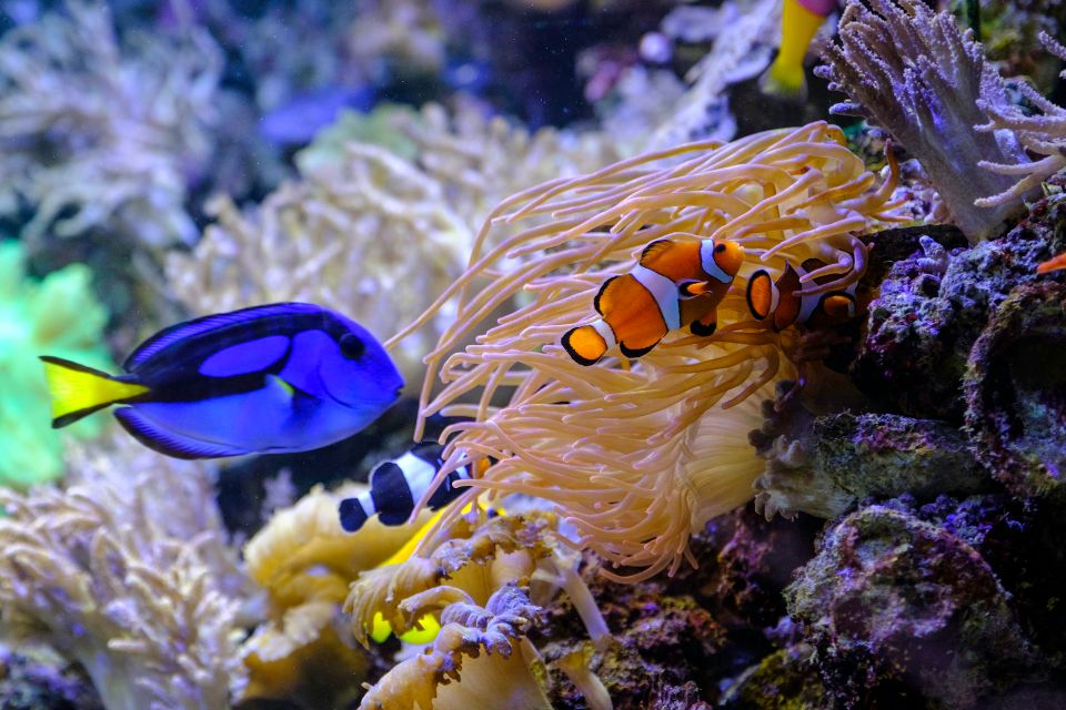 Vissen zwemmen in het Aquarium in Aqua Zoo Leerdam