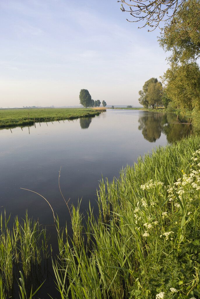 Rustig water met oeverplanten en bomen in een groen landschap in Brabant, onder een lichte ochtend- of avondlucht.