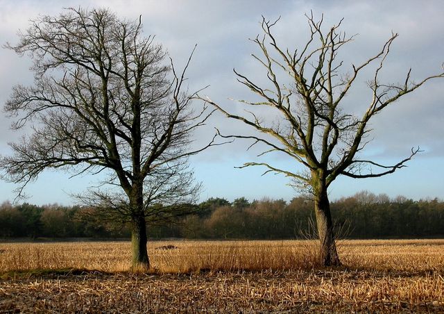 Natuur - Winter met kale bomen