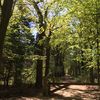 Reigersbos