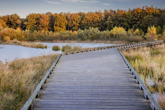 Steg über ein Moor im Dwingelderveld