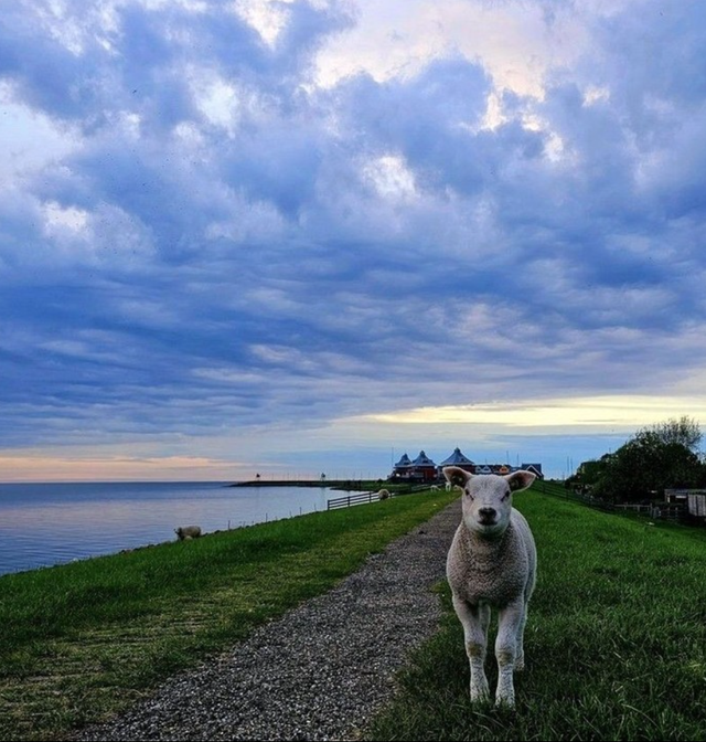 Schaapje op de dijk