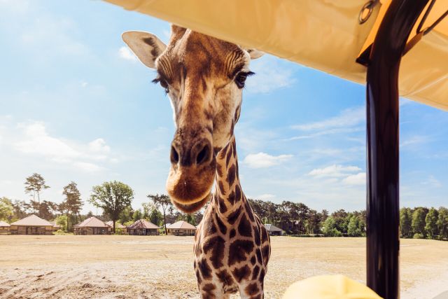 Safaripark Beekse Bergen