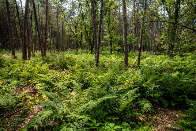 Varens in het Vresselse Bos