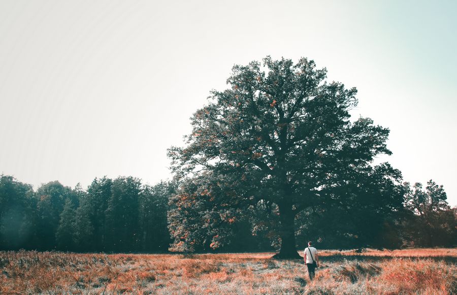 Wandeling bos