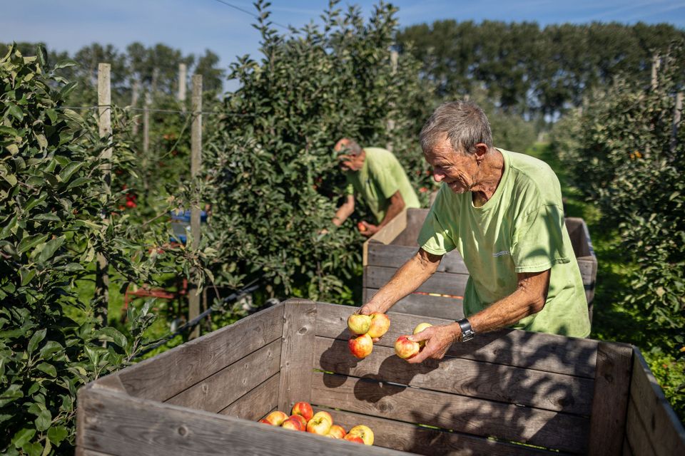 Appelboomgaard Nieuw Slagmaat in Bunnik, Kromme Rijnstreek, waar twee medewerkers verse appels oogsten en verzamelen in grote houten kisten.