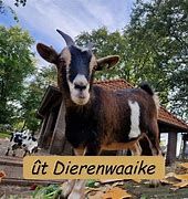 open dag ut dierenwaaike
