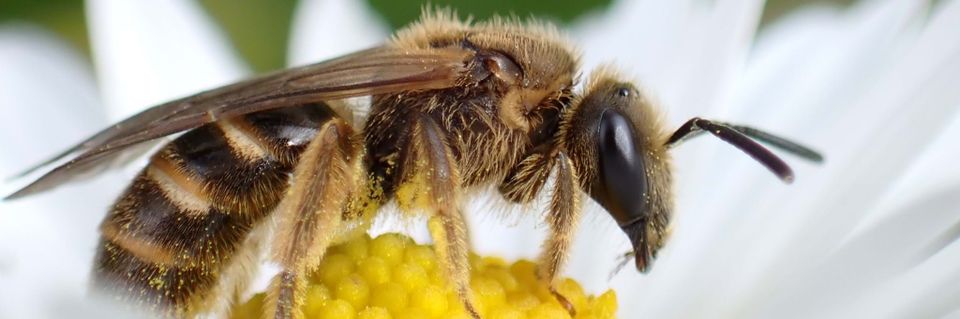 Een bij zit op een gele bloem