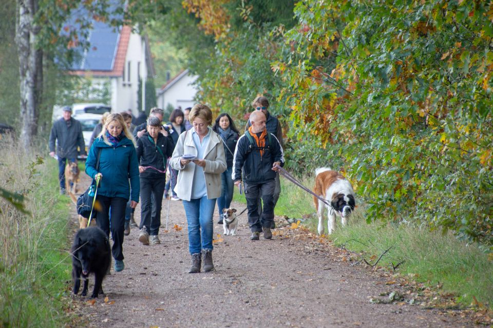 honden aan de wandel