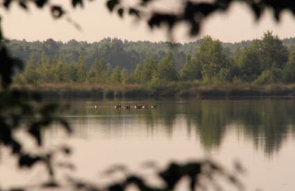 ven door zomerse bomen omzoomd