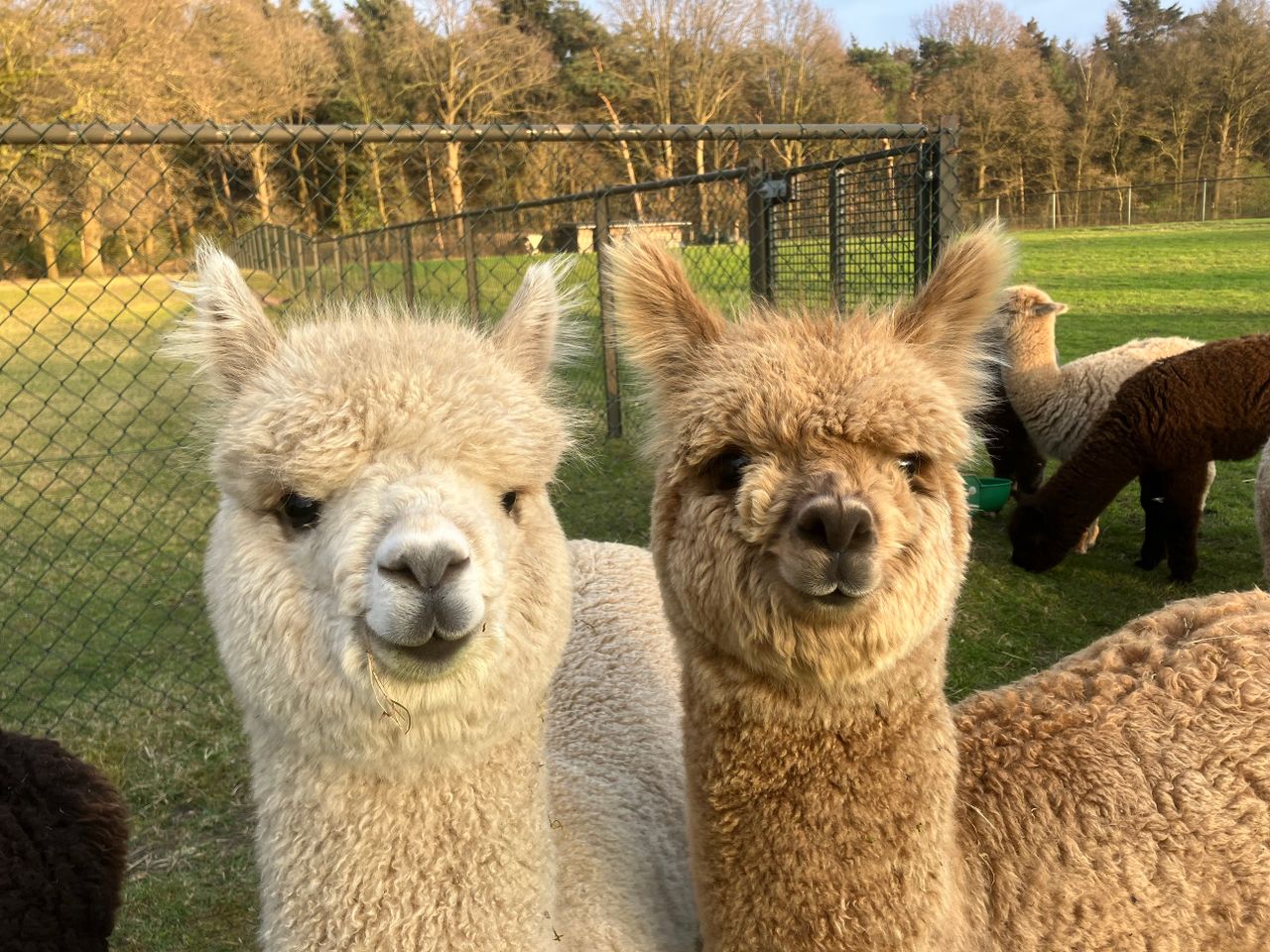 Alpaca's,  Meet en Greet Arrangement