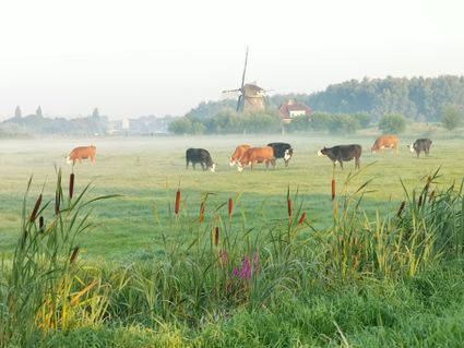 Blaarkoppen in de ochtend