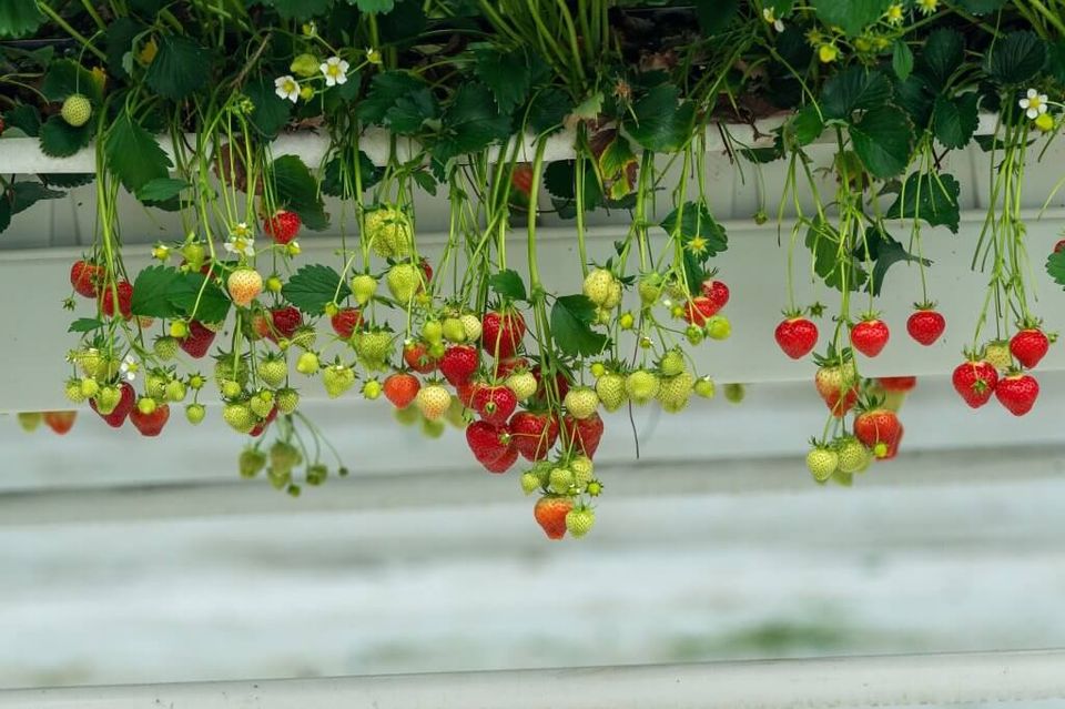 Aardbeien in een kas in het Westland