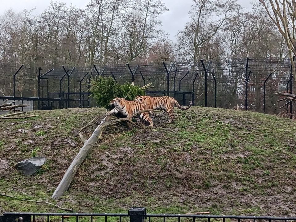 Tijgers spelen met 1 van de ingeleverde kerstbomen ter verrijking