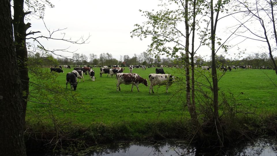 Het mooie van De Veenhoop-Drachten