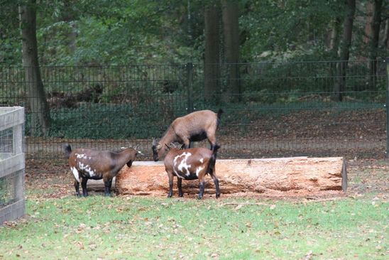 Stadsboerderij Asserbos | Drenthe