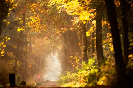 Herfst Beetsterzwaag bos - Indian Summer