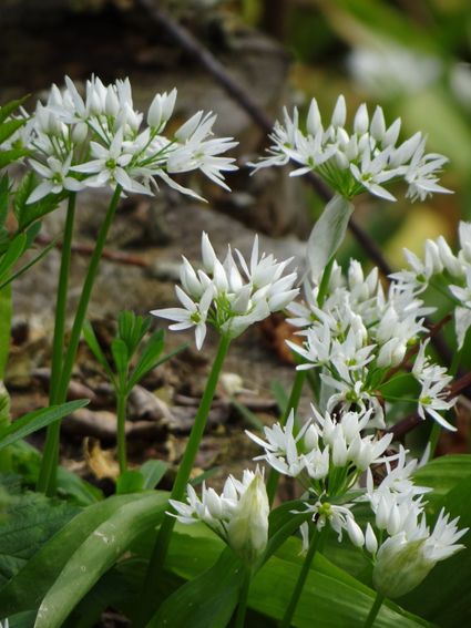 Daslook bloem