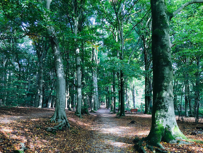 Bospad door het Amerongse Bos bij Amerongen, omringd door hoge beuken en dicht groen. De foto laat de rustige, groene sfeer van het bos op De Utrechtse Heuvelrug zien.