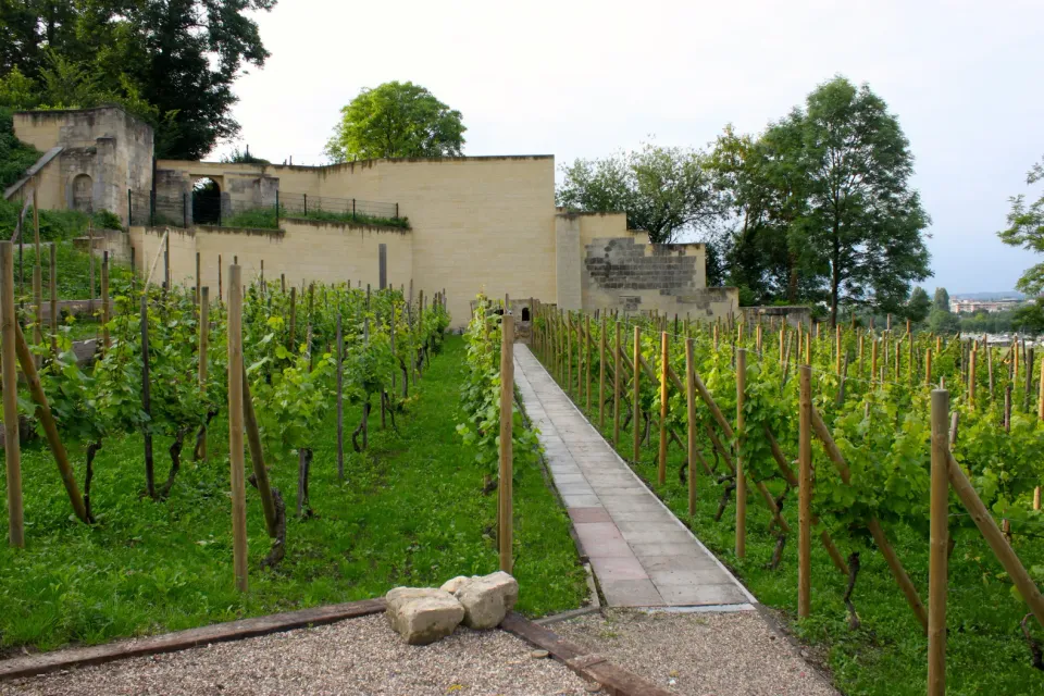 Wijngaard Slavante in Maastricht