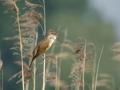 Vroege Vogeltocht