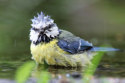 Er zit een pimpelmees in het water.