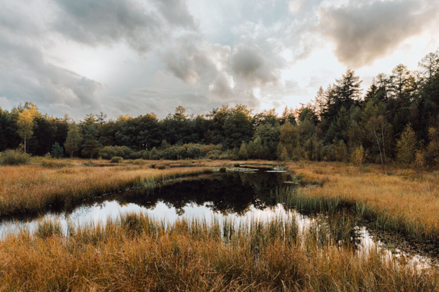 Ein kleiner Teich im Wald.