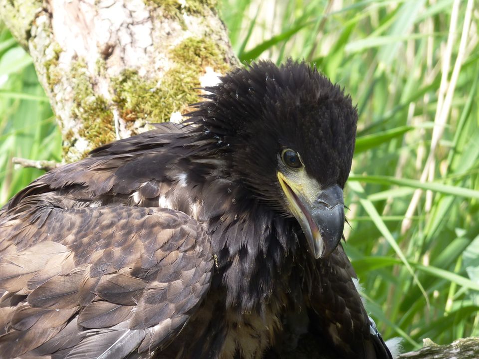 De Oostvaardersplassen: het grootste man-made natuurgebied ter wereld. Een natuurgebied dat in Europa zijn weerga niet kent. Ontstaan op de bodem van de vroegere Zuiderzee, in een polder van nog maar een halve eeuw oud.