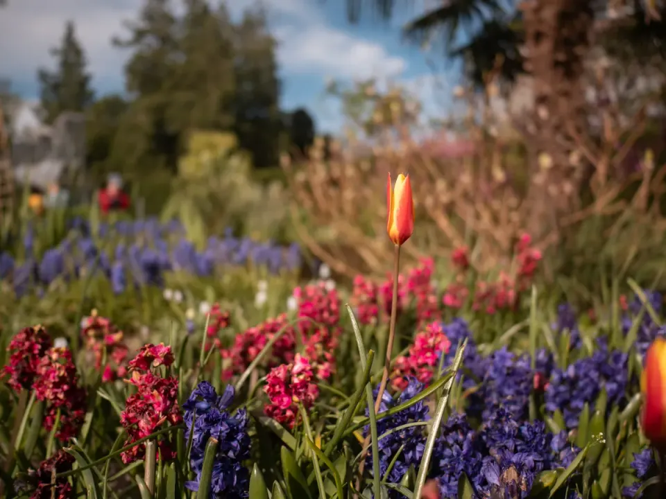 Tulp in Hortus Botanicus Leiden