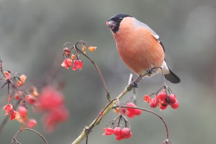 Mannetjes goudvink