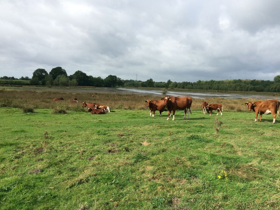 Mosbulten in Mariahout