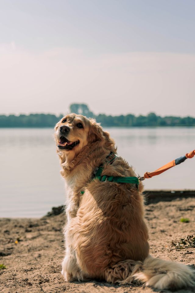 Hond op recreatiegebied.