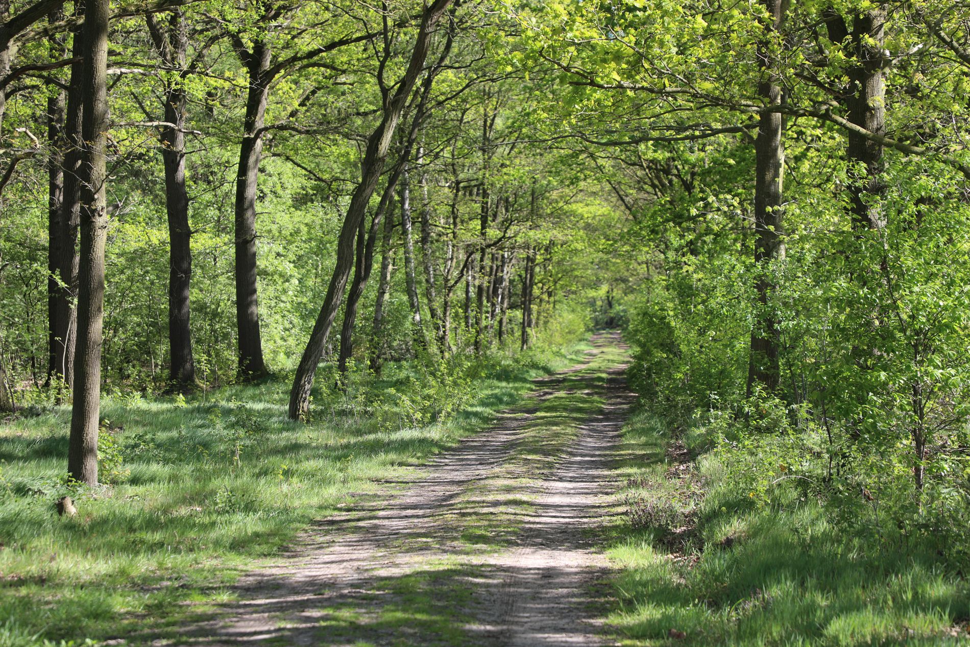 een breed zandpad met grote bomen ernaast