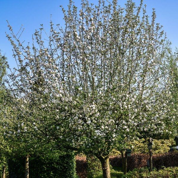 Fruitbomen in Voedselbos Drenthe