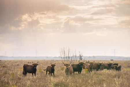 Stieren in de Oostvaardersplassen