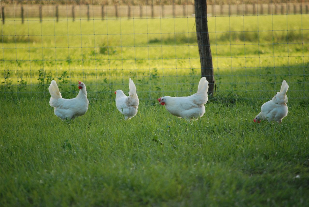 Kippen van Devo ei buiten