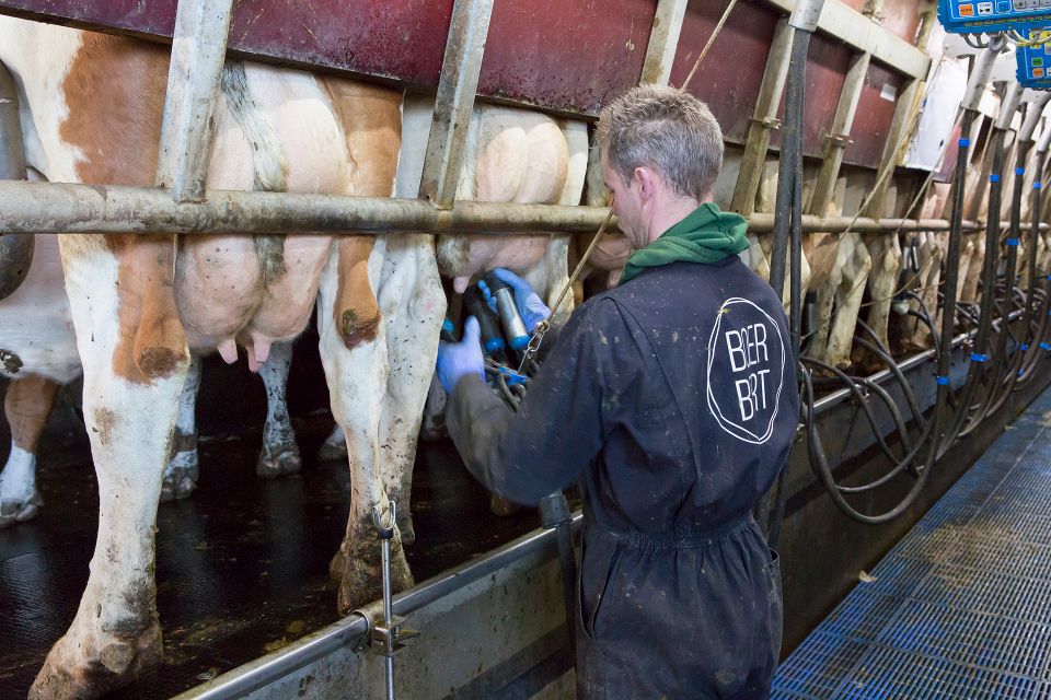 Boer van BoerBert aan het melken van koeien in de melkstal, duurzame zuivelproductie op de boerderij in het Groene Hart.