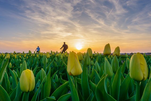 Tulpenveld fietsen